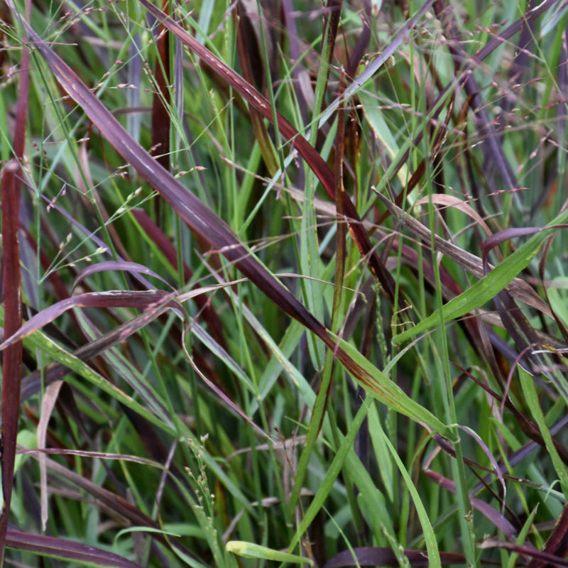 PANICUM PRAIRIE WINDS CHEYENNE