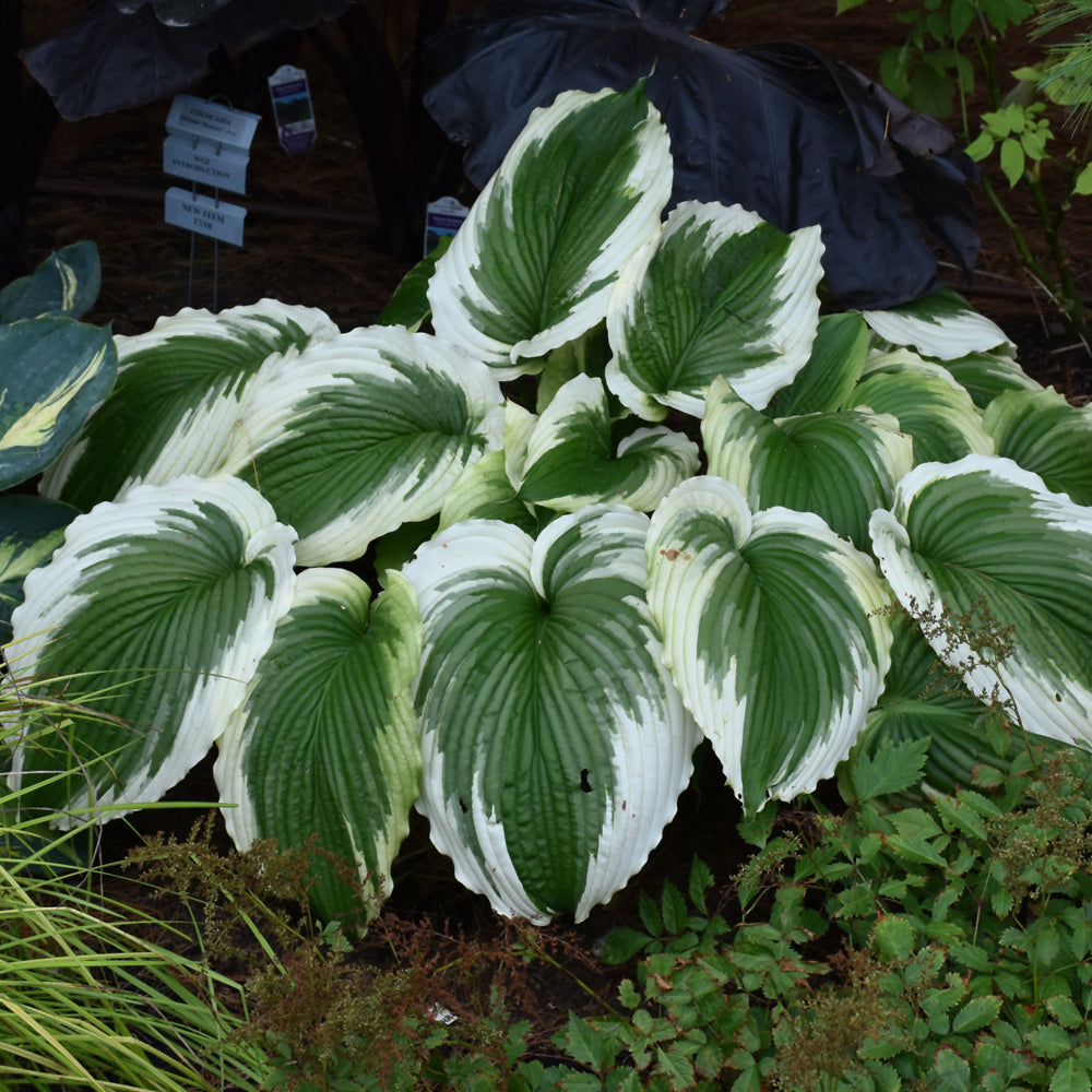 HOSTA BRIDAL FALLS