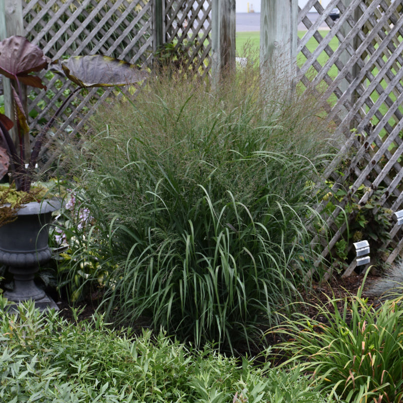 PANICUM PRAIRIE WINDS APACHE ROSE