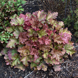 HEUCHERA DOLCE PEACHBERRY ICE