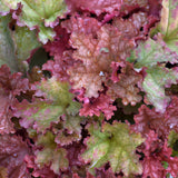 HEUCHERA DOLCE PEACHBERRY ICE