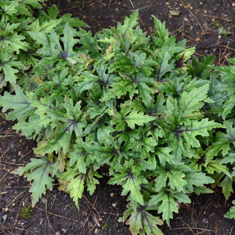 TIARELLA CUTTING EDGE