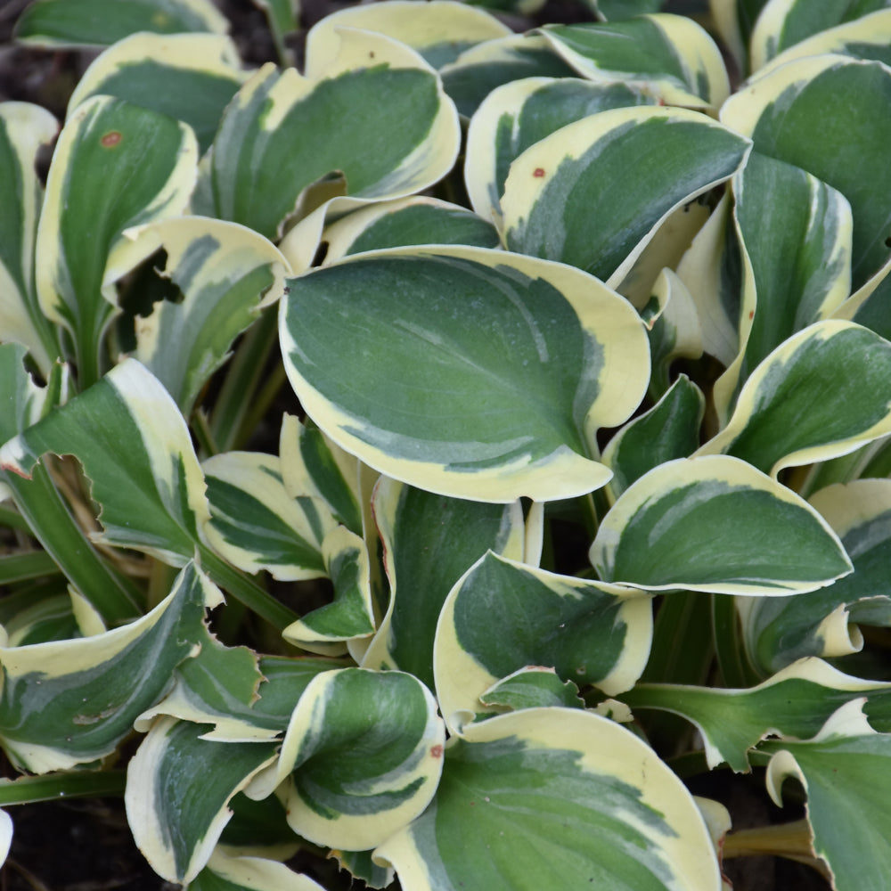 HOSTA MIGHTY MOUSE