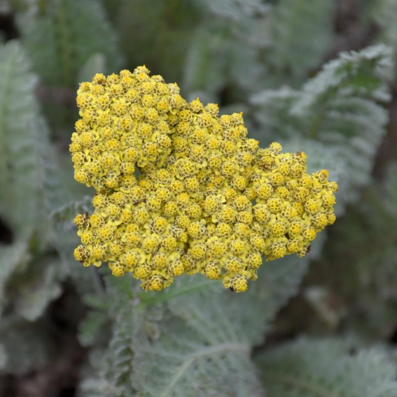 ACHILLEA SASSY SUMMER SILVER