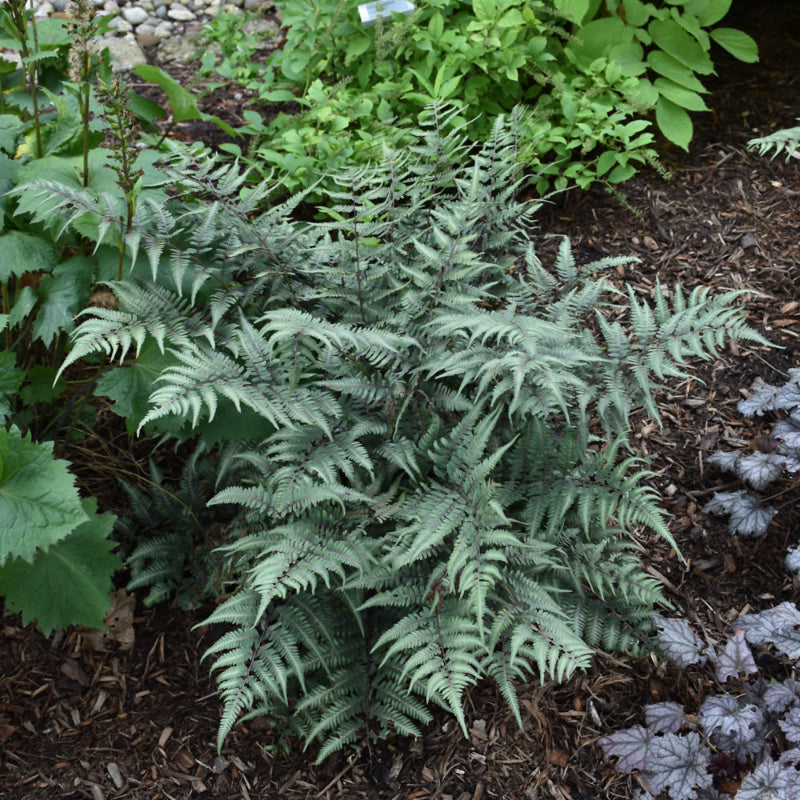 ATHYRIUM GODZILLA