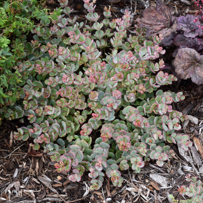 SEDUM SIEBOLDII