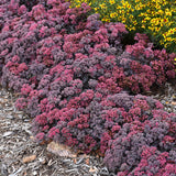 SEDUM DAZZLEBERRY