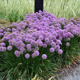 ALLIUM MILLENIUM