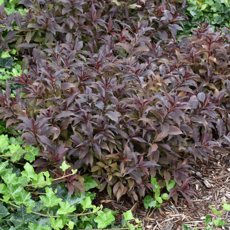 WEIGELA MIDNIGHT WINE