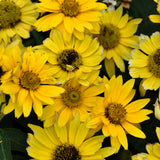 HELIOPSIS TUSCAN GOLD