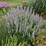 AGASTACHE BLUE FORTUNE