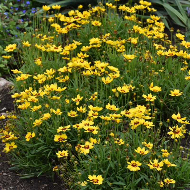 COREOPSIS SUNKISS