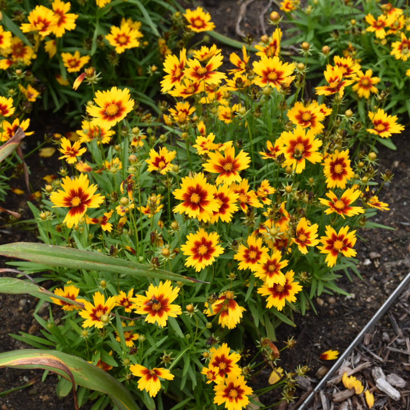 COREOPSIS UPTICK GOLD & BRONZE