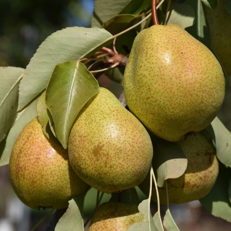 PEAR LUSCIOUS