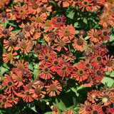 HELENIUM AUTUMNALE MARIACHI SIESTA