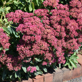 SEDUM CARL