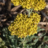 ACHILLEA SASSY SUMMER SILVER