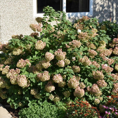 HYDRANGEA STRAWBERRY SUNDAE