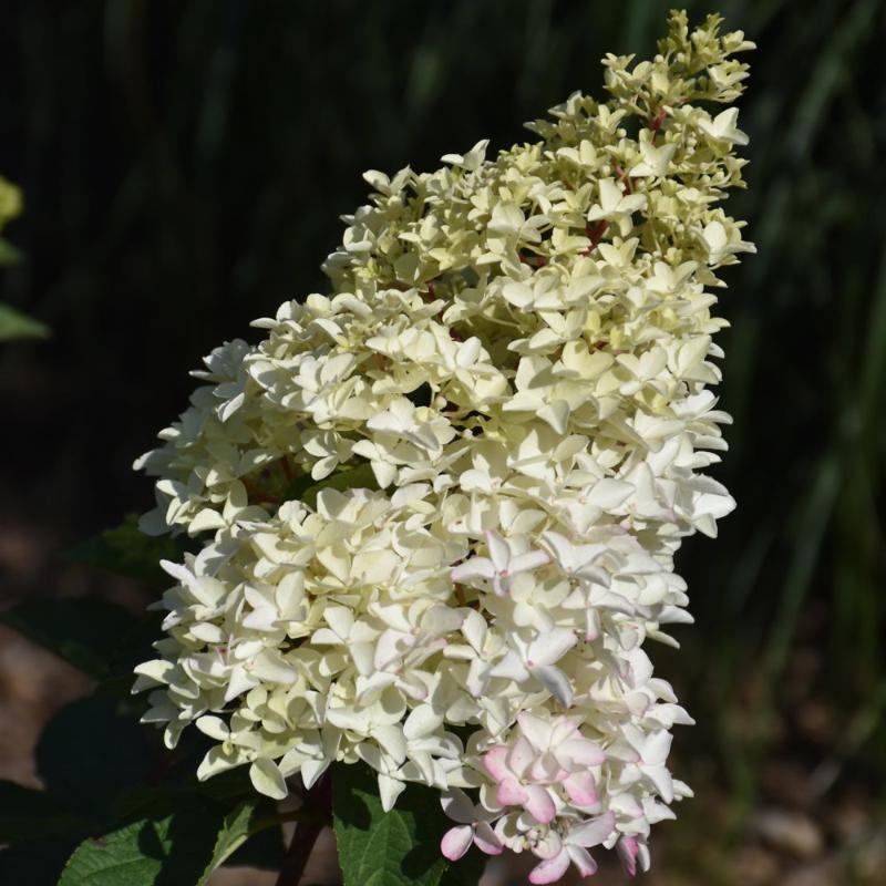 HYDRANGEA BERRY WHITE STANDARD