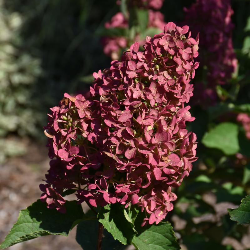 HYDRANGEA BERRY WHITE STANDARD