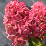 HYDRANGEA FIRE LIGHT