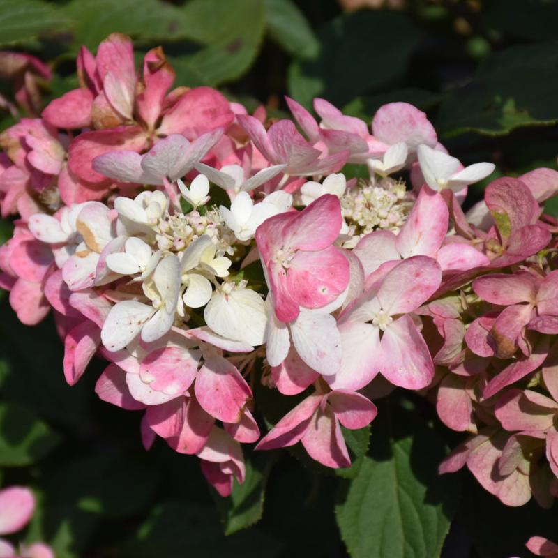 HYDRANGEA DIAMOND ROUGE