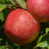 APPLE HARALSON