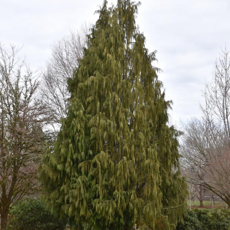 FALSE CYPRESS WEEPING NOOTKA