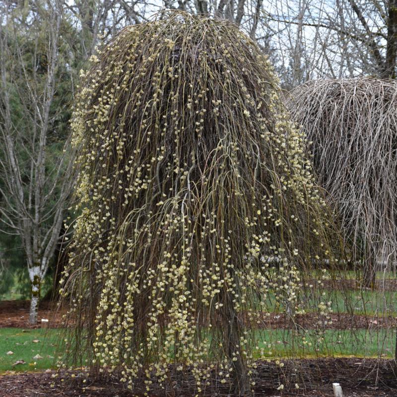 PUSSY WILLOW WEEPING