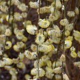 PUSSY WILLOW WEEPING