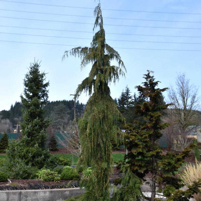 FALSE CYPRESS WEEPING NOOTKA