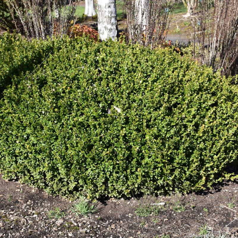 BOXWOOD WINTER GEM