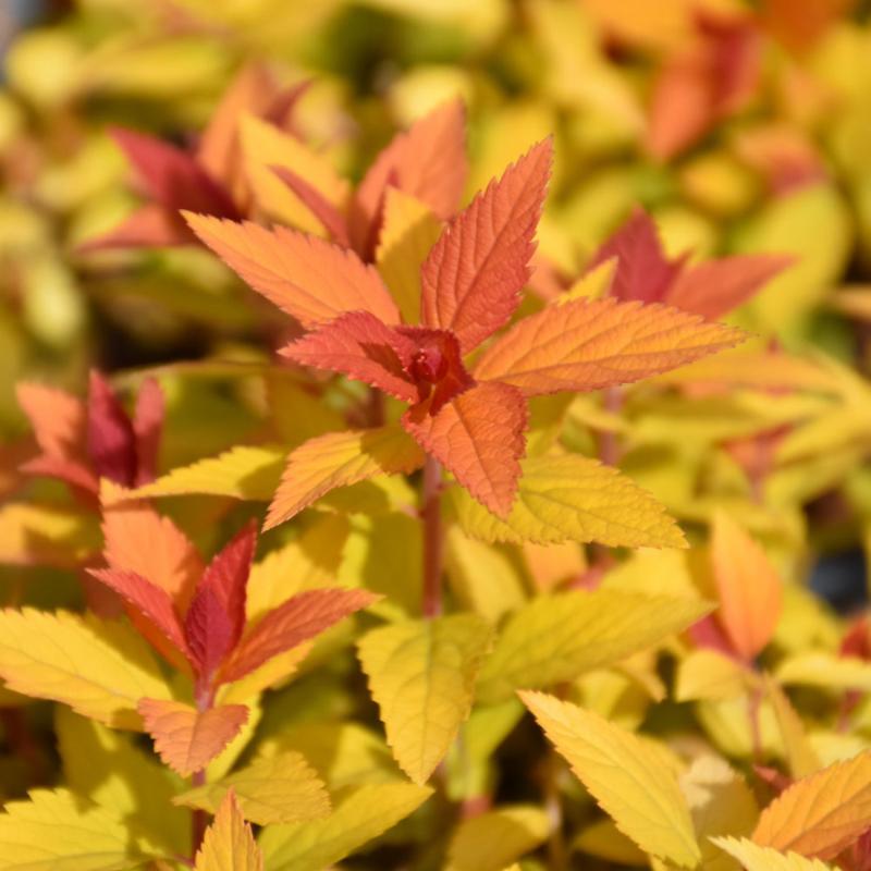 SPIREA DOUBLE PLAY CANDY CORN