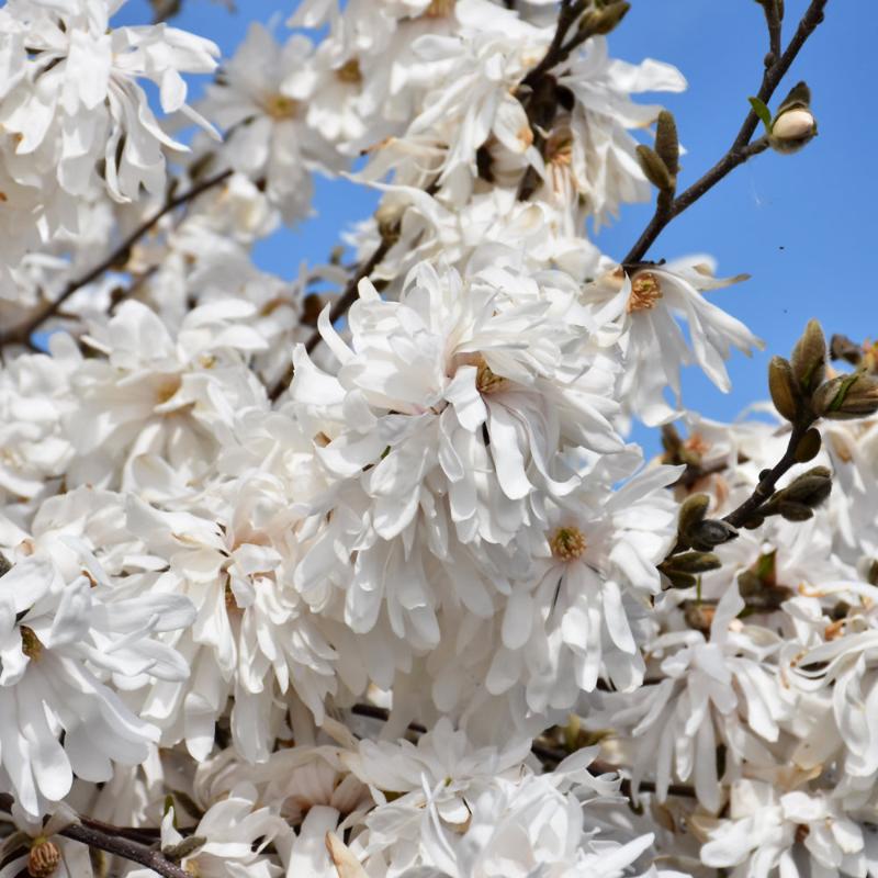 MAGNOLIA ROYAL STAR