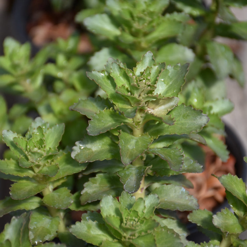 SEDUM DOUBLE MARTINI