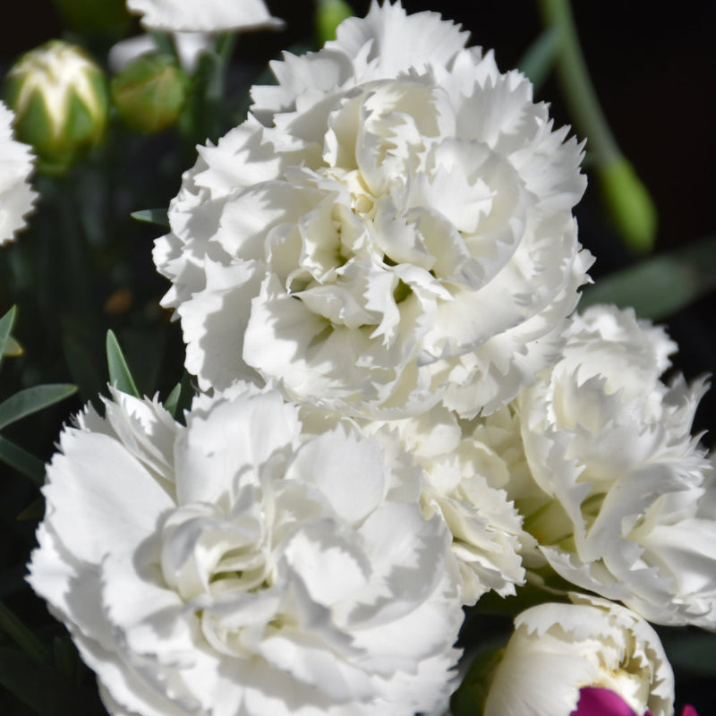 DIANTHUS EARLY BIRD FROSTY