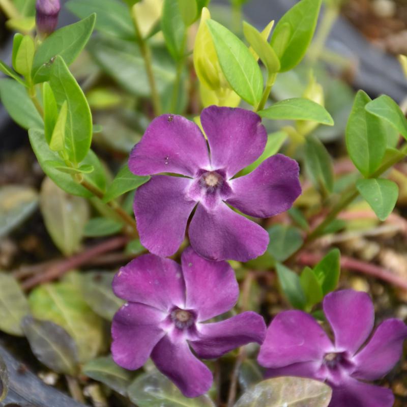 VINCA MINOR ATROPURPUREA