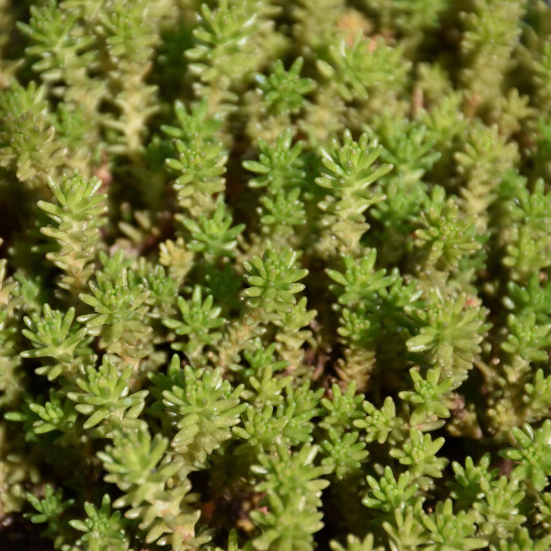 SEDUM SEXANGULARE