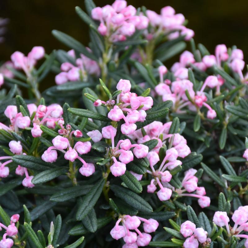 BOG ROSEMARY BLUE ICE