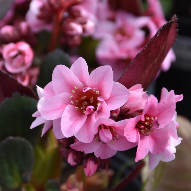 BERGENIA DRAGON FLY SAKURA