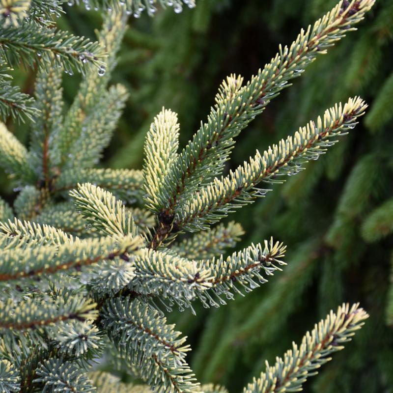 SPRUCE BLACK VARIEGATED