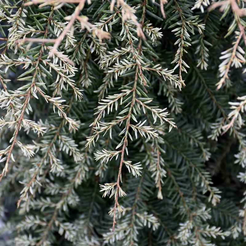 HEMLOCK CANADIAN GENTSCH WHITE