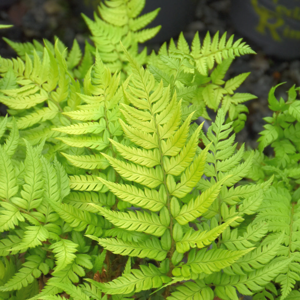 FERN KOREAN ROCK