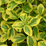 EUONYMUS GOLD SPLASH