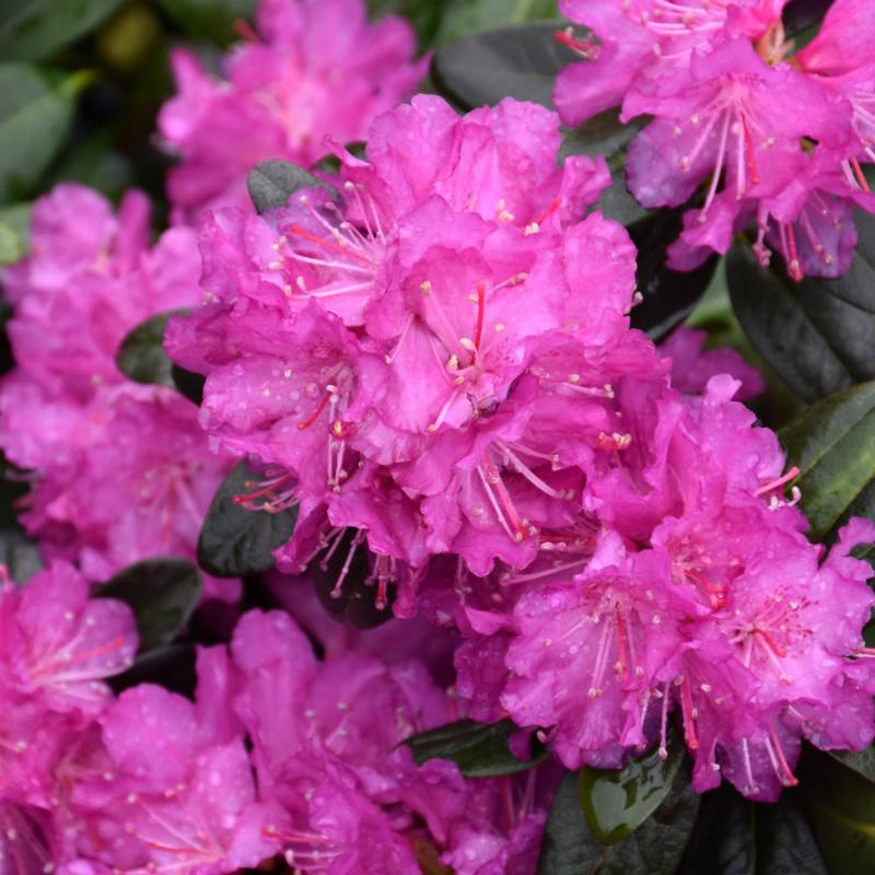 RHODODENDRON PJM ELITE STAR