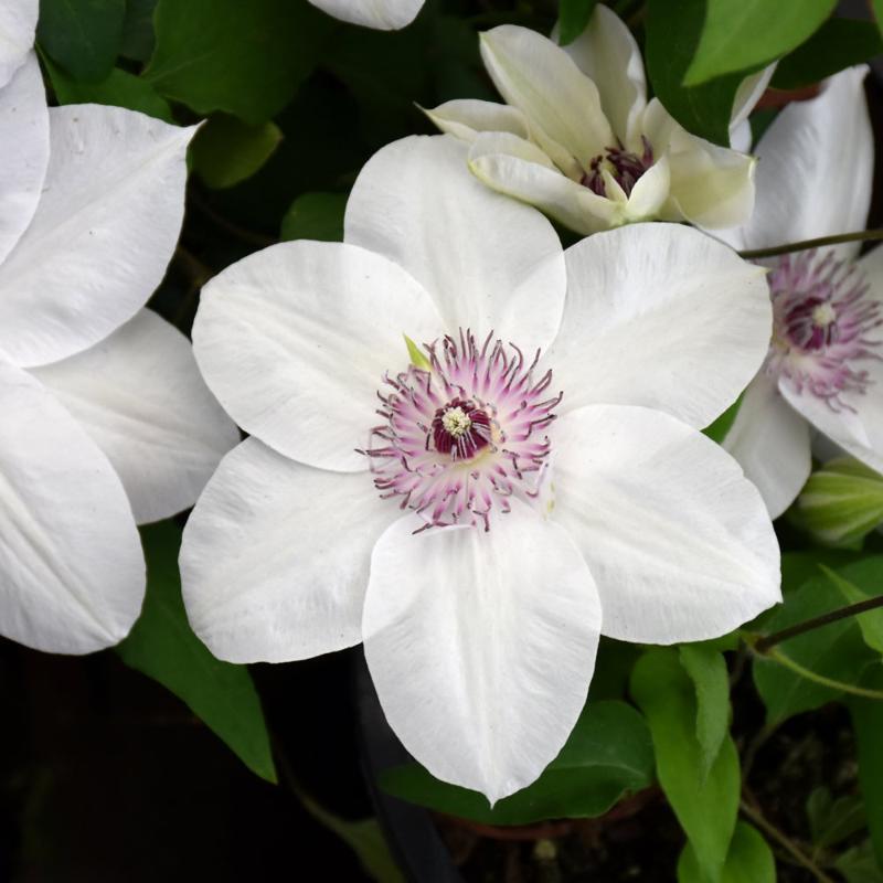 CLEMATIS MISS BATEMAN