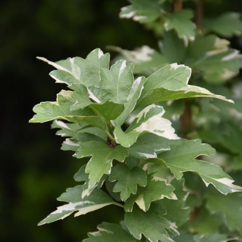 ROSE OF SHARON SUGAR TIP