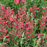 AGASTACHE KUDOS RED