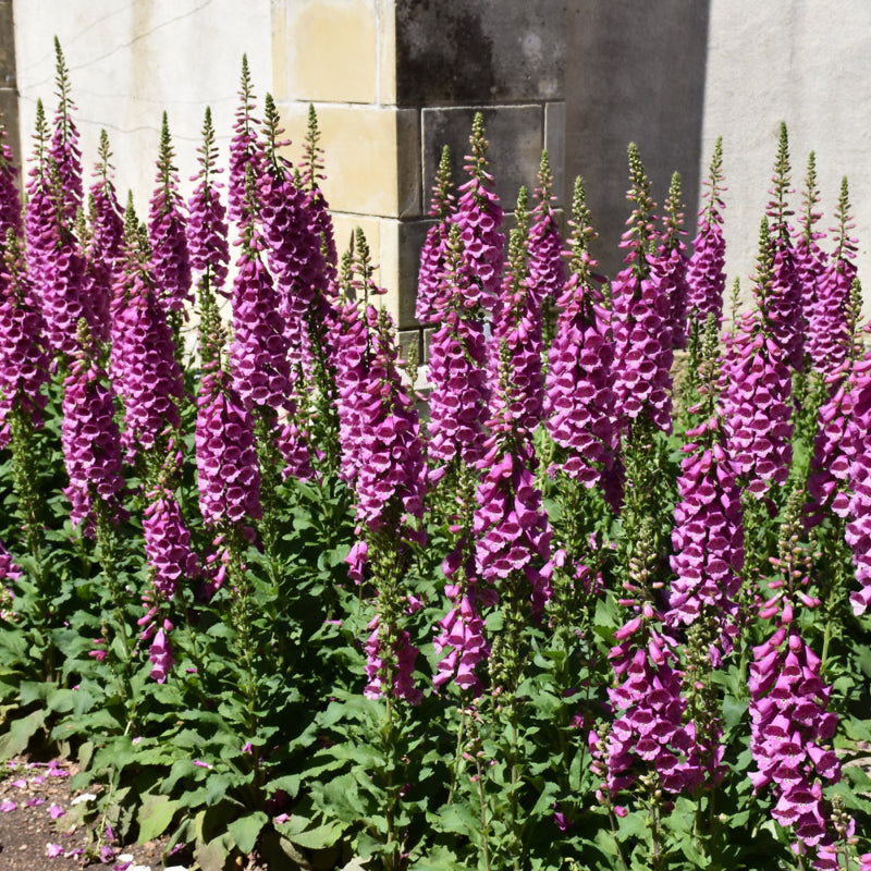 DIGITALIS CAMELOT ROSE