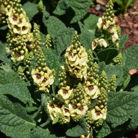 VERBASCUM DARK EYES